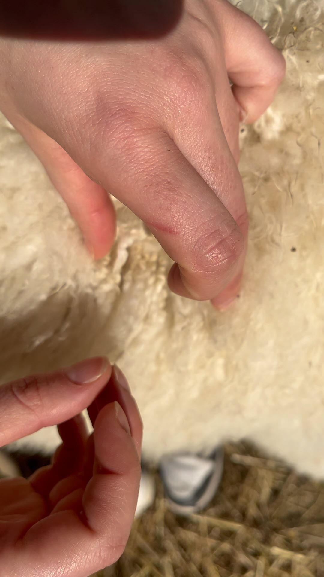 Questa piccola cria, figlia di Julian, ha appena qualche mese ma ci piace come sta sviluppando. I suoi staples sono lucidi e riflettono la luce, al tatto la sua fibra sembra seta. C’è già una buona organizzazione nel suo vello.
Allevare alpaca significa avere pazienza, tanta pazienza. Siamo abituati ad aspettare mesi, anzi anni per vedere i risultati delle nostre scelte allevatoriali, per questo pianificare i nostri programmi di allevamento é fondamentale.
I cria hanno bisogno di tempo per nascere, crescere ed esprimere le caratteristiche impresse nel loro DNA.
Altre volte invece è più chiaro che ci si trovi davanti un animale un po’ speciale già poco dopo la nascita.
Forse è anche questo il bello di allevare alpaca 🦙✨
#alpaca #fiber #alpacas #alpacalove #alpacafarm #alpacaworld #alpacagram #fleece #alpacafleece #alpacalover #cria #babyalpaca #italia #marche #urbino