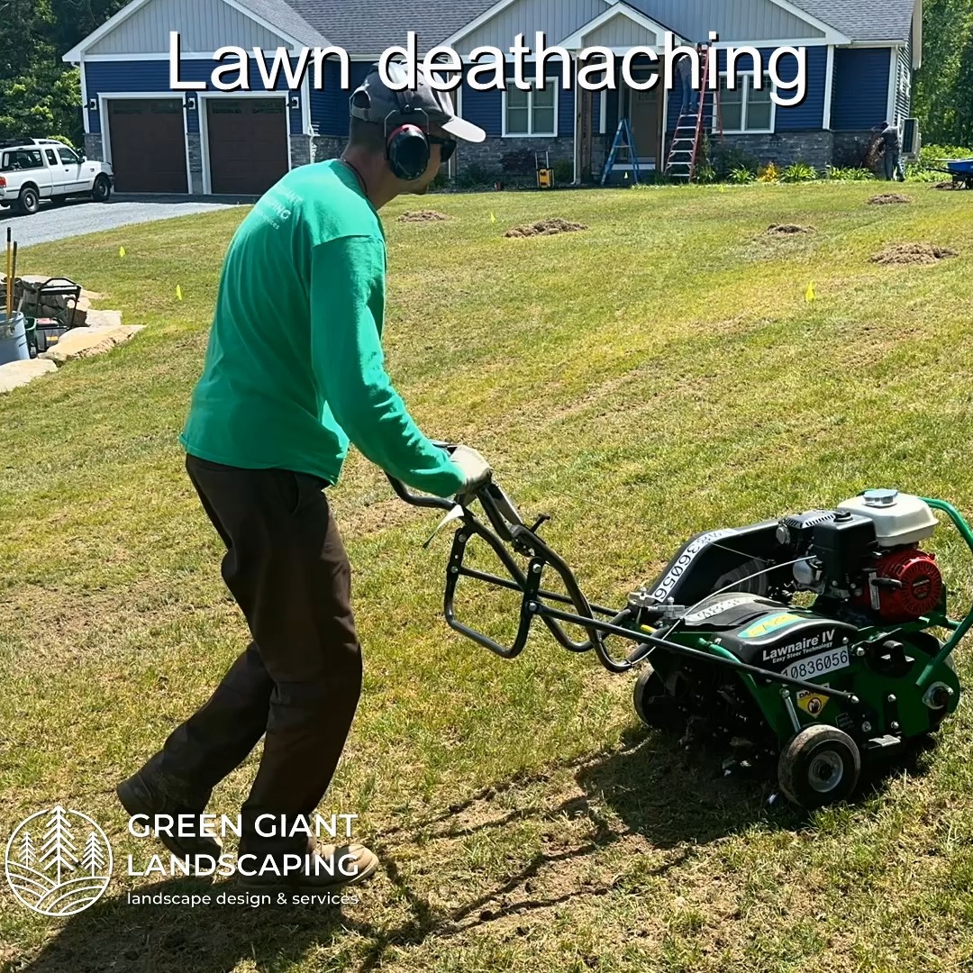 Lawn deathaching in progress.
Landscaping Southeastern, MA.
Call now for your free quote!
Plants installation
Tree and shrub care
Seasonal cleanups
Bobcat services
Old overgrown shrubs removal
Mulch installation
Garden maintenance
Professional Landscape Design.
https://www.greengiantlandscaping.com/
Phone:
+1 413-406-9094
#landscaping #landscapedesign #gardening #gardendesign #landscaper #landscapearchitecture #treeandshrubtrimming #mulch #Massachusetts #southshore #newton #boston #hingham #marshfield #scituate #NewtonMA #scituatema #milton #canton #wellesleyma #SpringCleaning #shrubtrimming #shrubcare #plantingseason #plantingtrees #plantingdesign #gardentransformation
