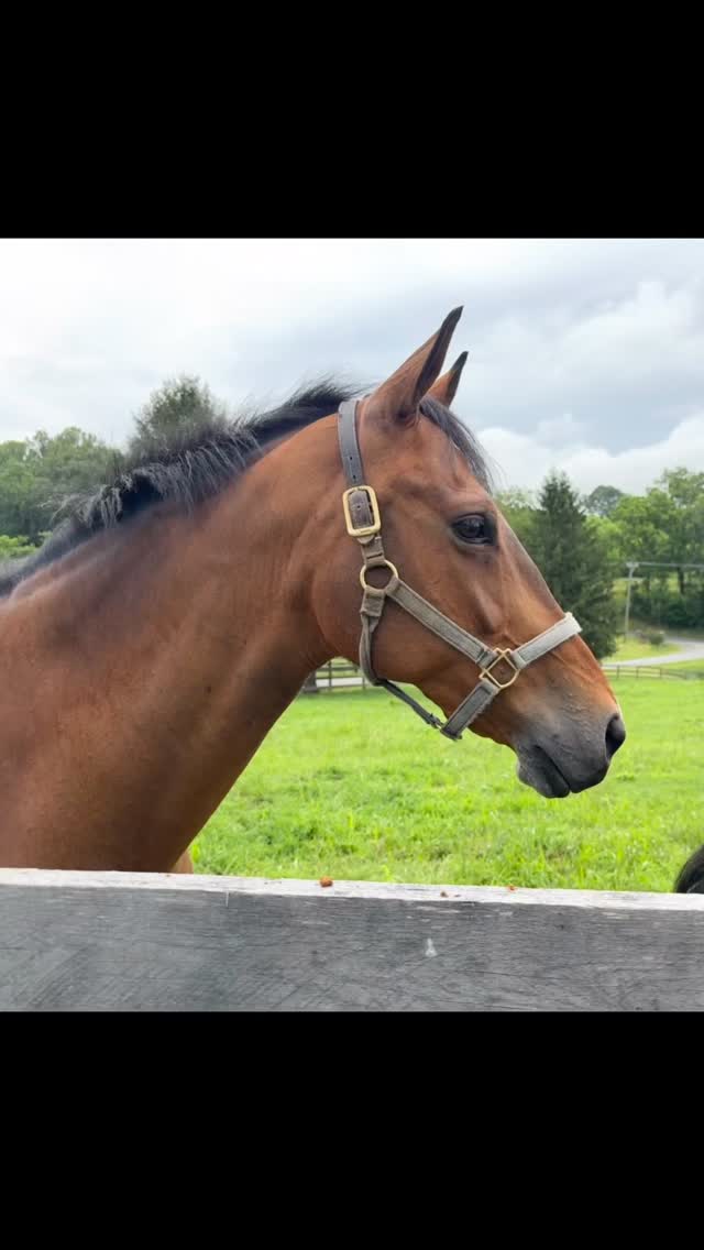 Welcome to your retirement Billy and Barry!
#piedmonthorseretirement #horseretirement #horseretirementfarm #livingthegoodlife #livingtheretiredlife #retiredhorsesofinstagram #retiredhorses #horsesofinstagram #horses #horselife #horsecountry #huntcountry #ponies #retiredponies #retiredponiesofinstagram #thoroughbred #thoroughbredsofinstagram #retiredthoroughbred #retiredracehorses #retiredracehorsesofinstagram #landthatilove
