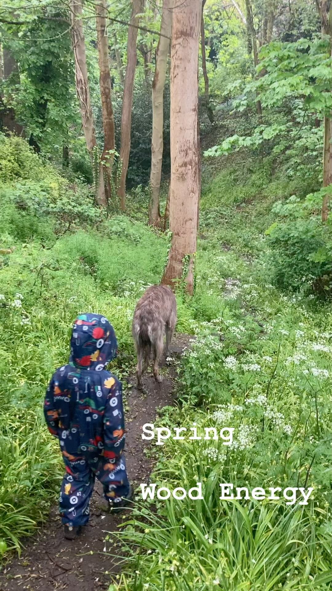 We’ve all been waiting for Spring…
The light, growth, abundance, and hope.
I love a warm, rainy, spring day. Everything is exploding, calling us outside to explore once again. We’ve been blessed this month with the presence of a furry friend Carn, Exmoor Lurcher on loan from @frithmeadow
She’s brought our family outside every morning and evening into our woodland Dell in #norwich
In Five Element theory, Spring is the time of the Wood element. When energy increases, buds start bursting forth, days are lengthening, we feel it in our bones. Our lives begin to change, the draw to be outside increases and the hope for the summer begins to unfold.
When balanced Wood has strength, there is direction and purpose. Wood can grow strong but with flexibility, able to move with the wind and change direction as needed.
Out of balance we begin to see brittle wood, deprived of water, lacking flexibility, snapping in a strong wind and growing without direction.
Ever feel like that? I certainly do, and that’s when I know my Wood element is out of balance. Frustration/ Anger is the emotion connected to Wood. Taking time to notice this energetic is valuable, it can show us where we might need spend a bit more time nourishing ourselves. Follow me for some seasonal suggestions on how to balance your Wood energy.
Knowledge of the seasons is at the heart of #fiveelementacupuncture
For me, it’s nature poetry and medicine brought together