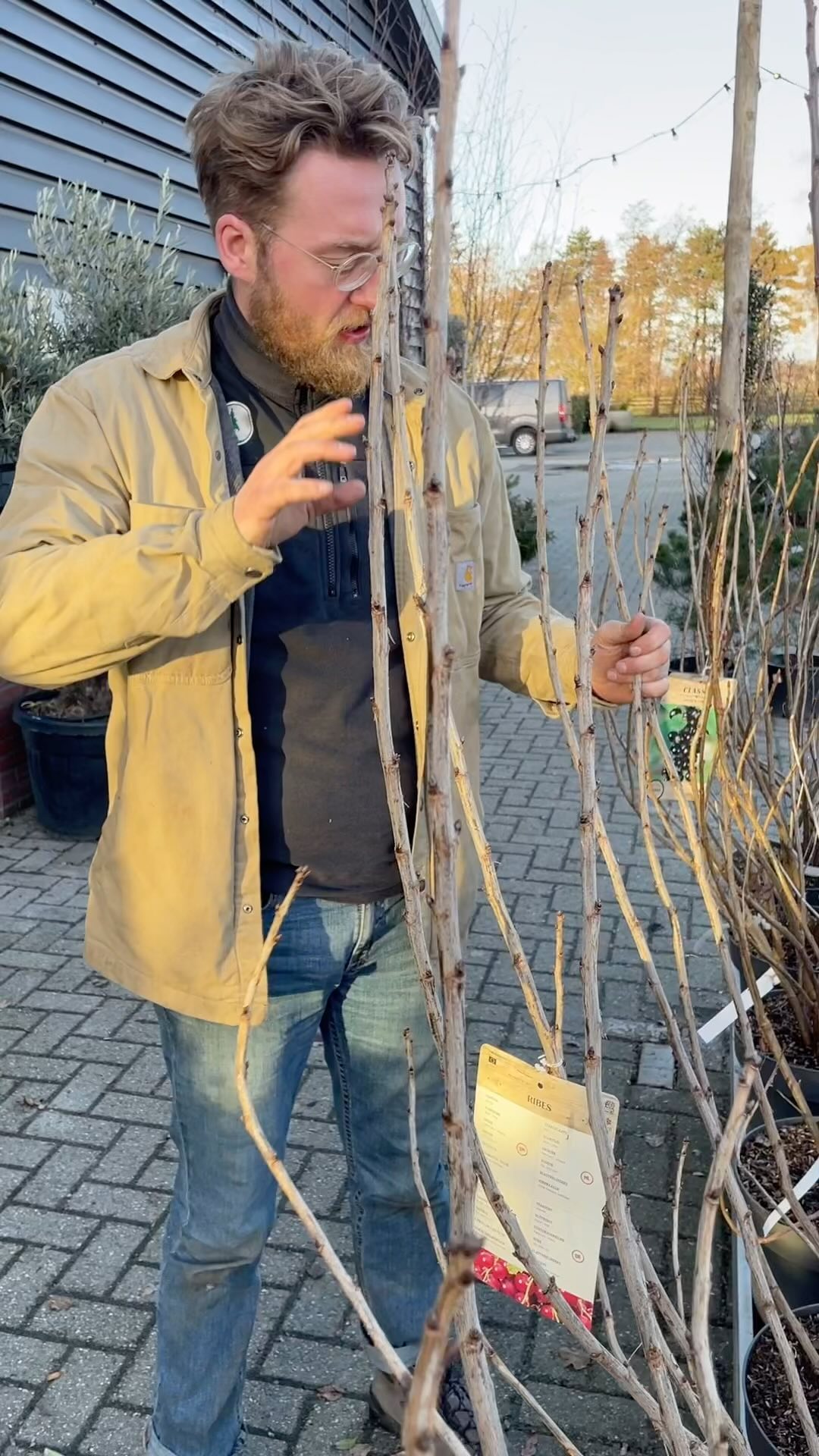 Gave bessenstruiken XL! Van Appelbes tot Aalbes! Ga je op de zware klei? Combineer dan met een zakje DCM lavakorrel (kleigrondverbeteraar) voor optimaal resultaat 👌
#ribes #botany #nursery #tuinen #landelijketuinen #voedselbos #tuinyforest #tuinleven #aronia #tuinplantentekoop #tuinplanten #tuinkalender #tuinkalenderfebruari