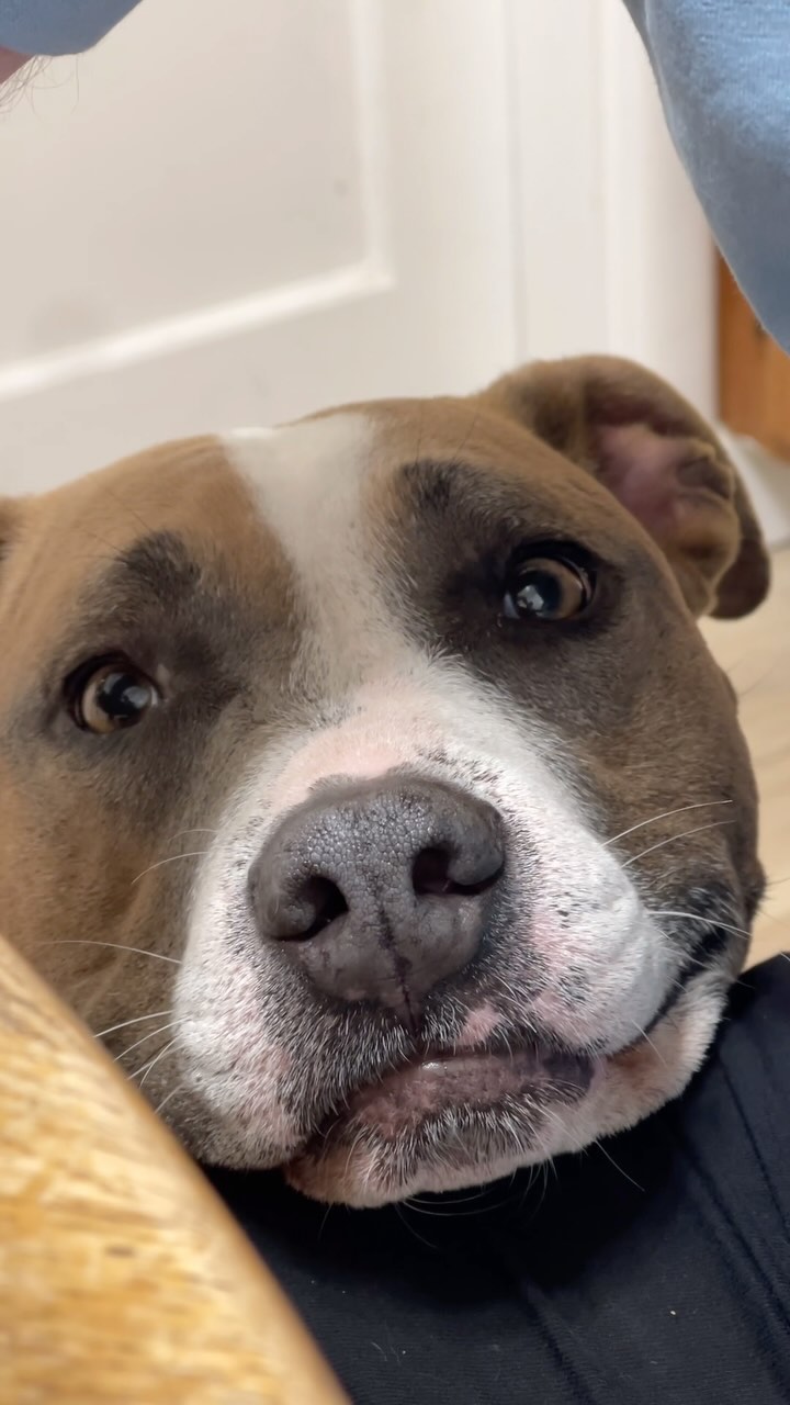 Can you help?
#calipupsadie🐶 #pitbullproblems #rescuepup #pitbulllife #wednesday #dogmoments #dogmommy #dogstagram #pitbulllover #wednesdayvibes #pitbullpuppy #womancrushwednesday #pitbullmom #dogmomsofinstagram #dogmomproblems #dogslife #wednesdaywisdom #pittiesofinstagram #doglife #pitbullsofinstagram #dogsofinstagram #pitbullsarelove #dogloversclub #dogworld #dogmomaf #wednesdaymotivation #pitbulllove #dogsofinstaworld #calipupsadie #pitbulls