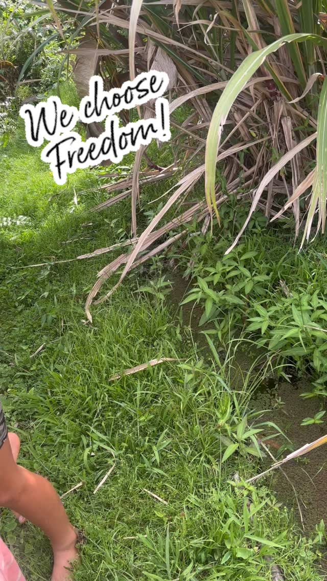 Enrollment Now Open!
Let your keiki grow wild + wise in the great outdoors.
At Pono Outdoor Program, learning happens without walls — where kids climb trees, explore rivers, build fires, harvest food, and thrive through nature-rooted education. 🏞️🌈
📚 No desks. Just freedom, ʻāina-based knowledge, Hawaiian values, and a lot of dirt + joy.
💚 Our keiki don’t just learn about the world — they experience it.
Spots are still open for the upcoming session — give your child the gift of real education.
🔗 Visit ponooutdoorprogram.org for info + registration.
#PonoOutdoorProgram #MauiKeiki #HawaiianEducation #OutdoorLearning #Unschooling #NatureBasedEducation #ClimbTreesLearnMore #KeikiOfTheLand #MauiMoms #offgrideducation