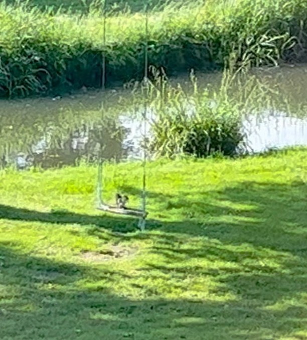 A moment captured (squirrel on the swing 😍)….. happily eating his lunch 🥙