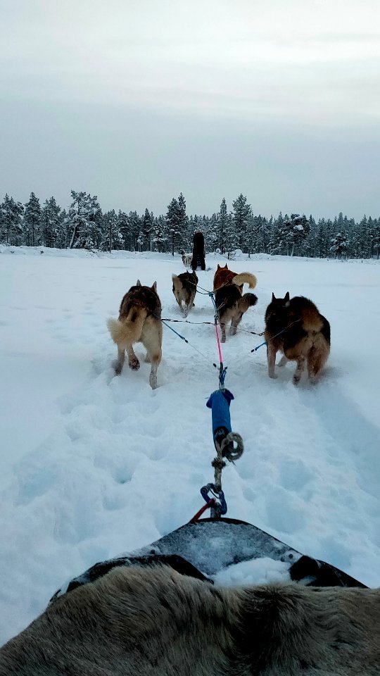 Un moment inoubliable que j'ai eu la chance de partager avec ma personne préférée sur terre 🤍
Un rêve de gosse devenu réalité, j'avais très peur de ne pas réussir à gérer le traîneau et contenir les chiens qui étaient méga excités et 10 000 fois plus puissants que moi mais ils ont été juste incroyables !!
Autant vous dire que j'étais ultra anxieuse avant d'arriver sur place parce que j'avais très peur de tomber sur une ferme où les chiens auraient été maltraités/vivants dans des mauvaises conditions/utiliser comme des objets (etc).
Alors pour éviter ça j'ai pris énormément de temps pour choisir le lieu en épluchant tous les avis/photos/infos mais on ne peut jamais être sûr à 100% tant qu'on est pas sur place !
Personnellement, ce qui m'avait décidé à choisir cette ferme, c'est que certains des chiens viennent de refuges et/ou ont été récupérés dans d'autres fermes où ils vivaient dans de mauvaises conditions.
Les gérants sont français donc j'ai pu poser 1200000 questions et échanger sur la vie de leurs chiens. Bien-sûr il y a des choses qui ne me plaisent pas en tant que pro comme le fait de voir des chiens vivre dans des boxes à plusieurs jour et nuit et de savoir qu'ils n'ont pas une vie de chiens de famille, mais malheureusement je sais bien qu'avec un nombre aussi conséquent de chiens ce n'est pas possible.
Pour autant j'ai beaucoup observé leurs attitudes, entre eux et vis à vis de l'humain, leurs poids, leurs poils etc et ils avaient l'air vraiment équilibré et en bonne santé, ce qui m'a énormément rassuré ! Beaucoup étaient très câlins pour mon plus grand bonheur 🤍
Alors si vous aussi c'est votre rêve, prenez le temps de choisir le lieu avec minutie et si une fois sur place vous remarquez des choses qui ne vont pas, faites marche arrière !! Une expérience ne vaut pas d'être vécue si elle engendre de la souffrance !