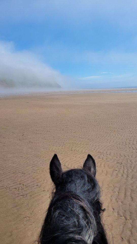 Beach Vibes all day long! #horses #explorenovascotia #horsebackriding #worldshighesttides #bayoffundy #spiritreinsranch