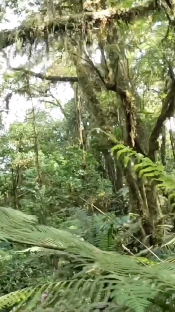 1 minute de la première traversée en solitaire de la forêt tropicale de l’île de Bioko 🐍