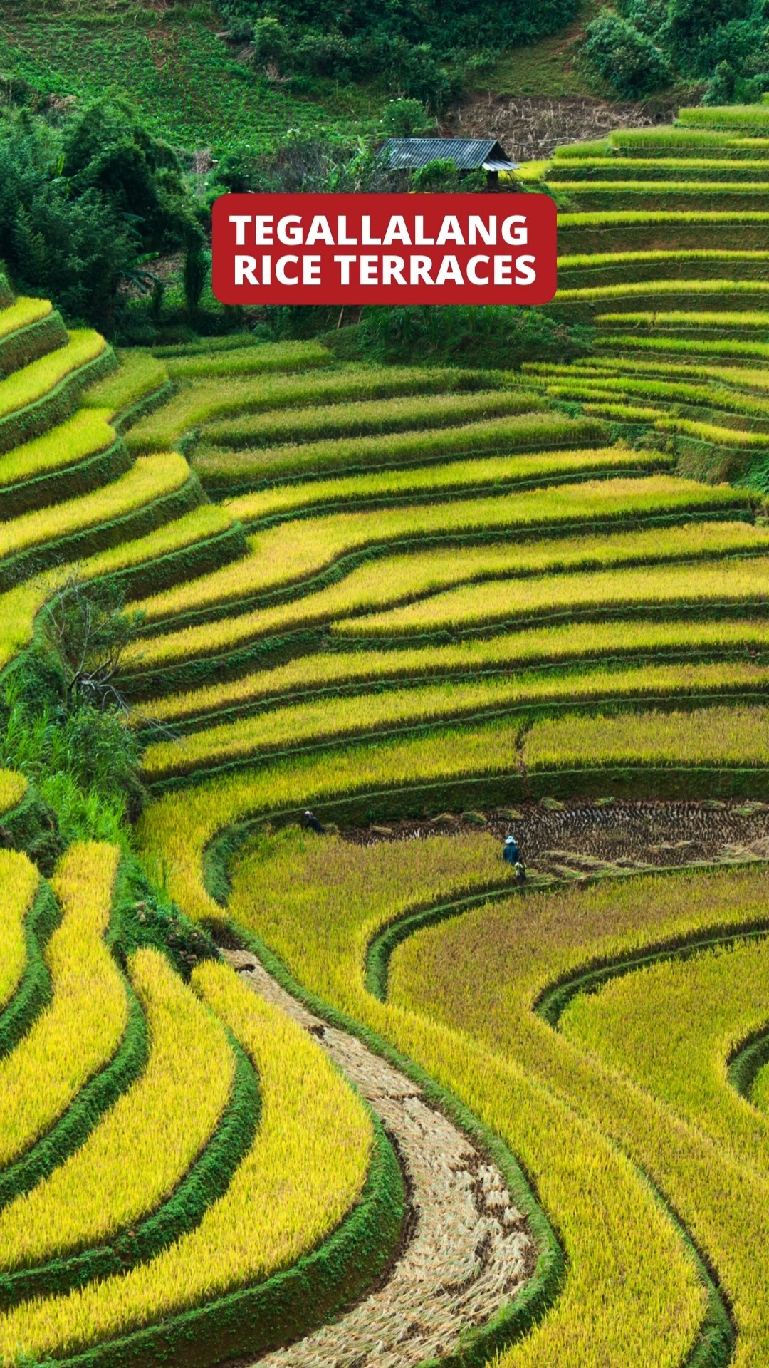 🌺 Escape to the enchanting island of Bali, where lush jungles, serene beaches, and vibrant culture collide. From breathtaking sunsets to unforgettable adventures, Bali is calling your name! Let CND Travel make your dream getaway a reality. ✈️🌴
#CNDTravel #BaliEscape #IslandDreams #TravelTheWorld #TropicalAdventure