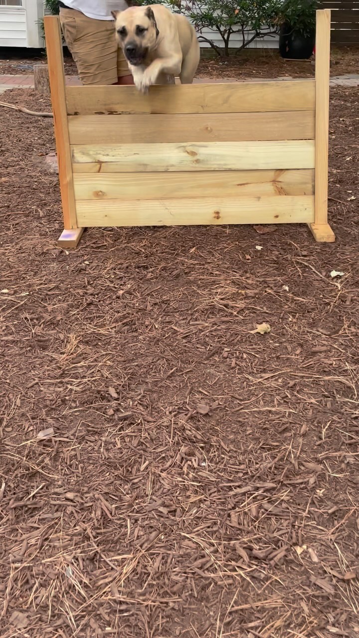 Jumping into this holiday weekend mood!
I’m really loving how athletic this girl is and how willing she is to try new things.
I built an agility jump to get those legs moving and as you can see she enjoys it!
Anybody got experience with Presa’s doing agility?
#presacanario #presa_canario_official #workingdog #sportsdog #dogsports #canineenrichment #k9agility #agility #kingscourtkennel👑