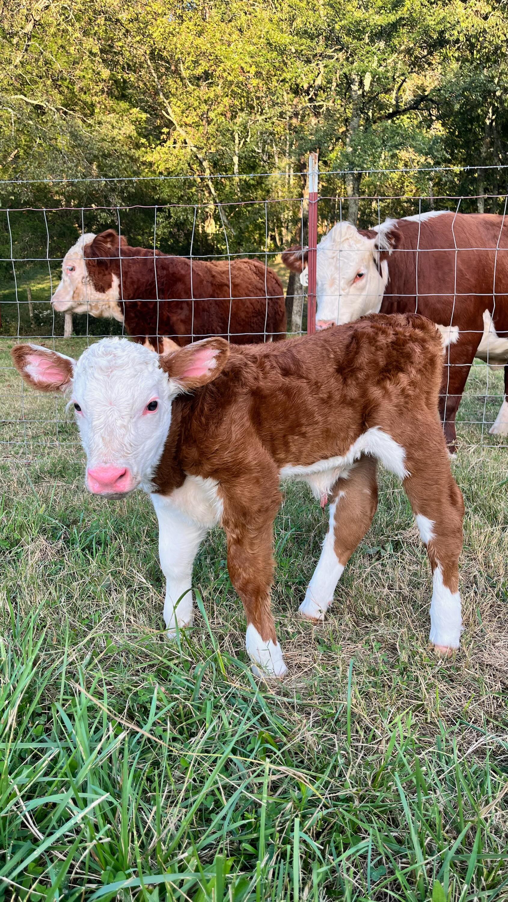 October 9, 2023, @lasaterhomestead welcomes Jesse Jane to the world! (Name provided by Maggie jo)
#babycalf #Hereford #cow #cattle #ranch #farm #calving #farmlife #christianfamily