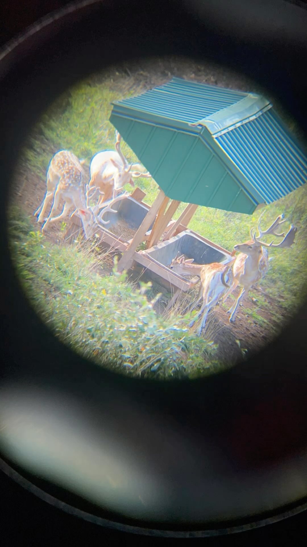 Just a few of our fallow bucks!!!
Message us today to book a hunt of a lifetime!!!!