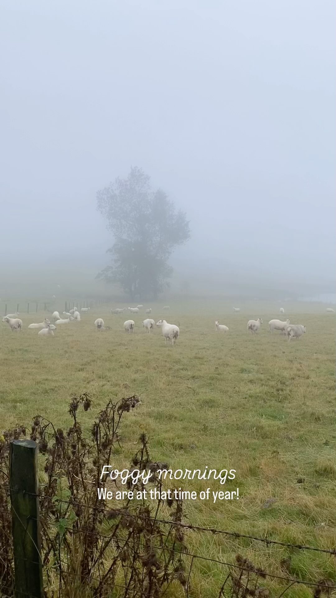 Can you spot the lake?
#llynhillyncottage #llynhillynpool #foggymorning #september #airbnb #bdc #wales #midwales #sheep