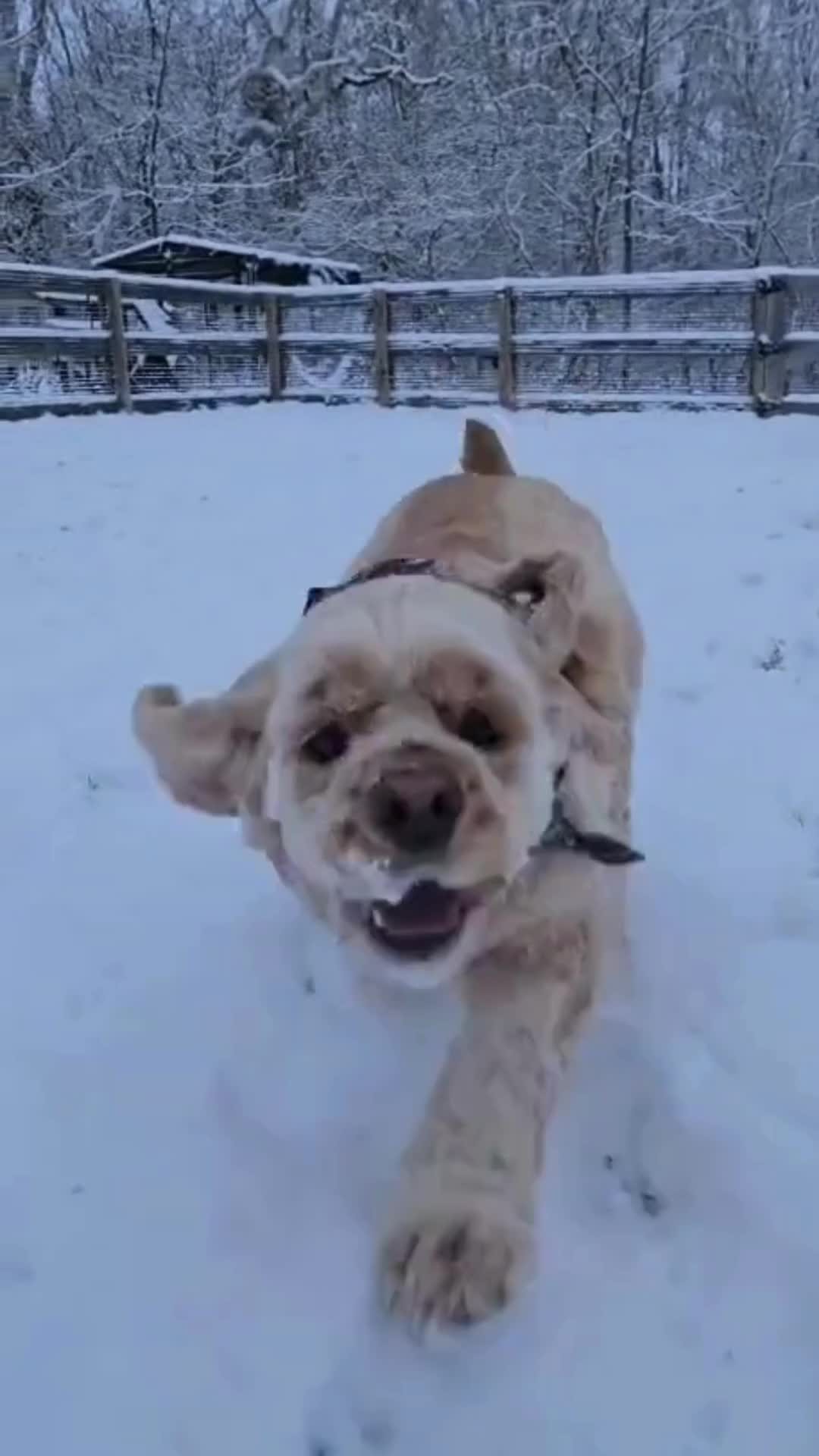 Snowpocalypse 2025: Approved by the dogs! ❄️🐾 They’re making the most of the snow—how’s your pup handling the weather?
