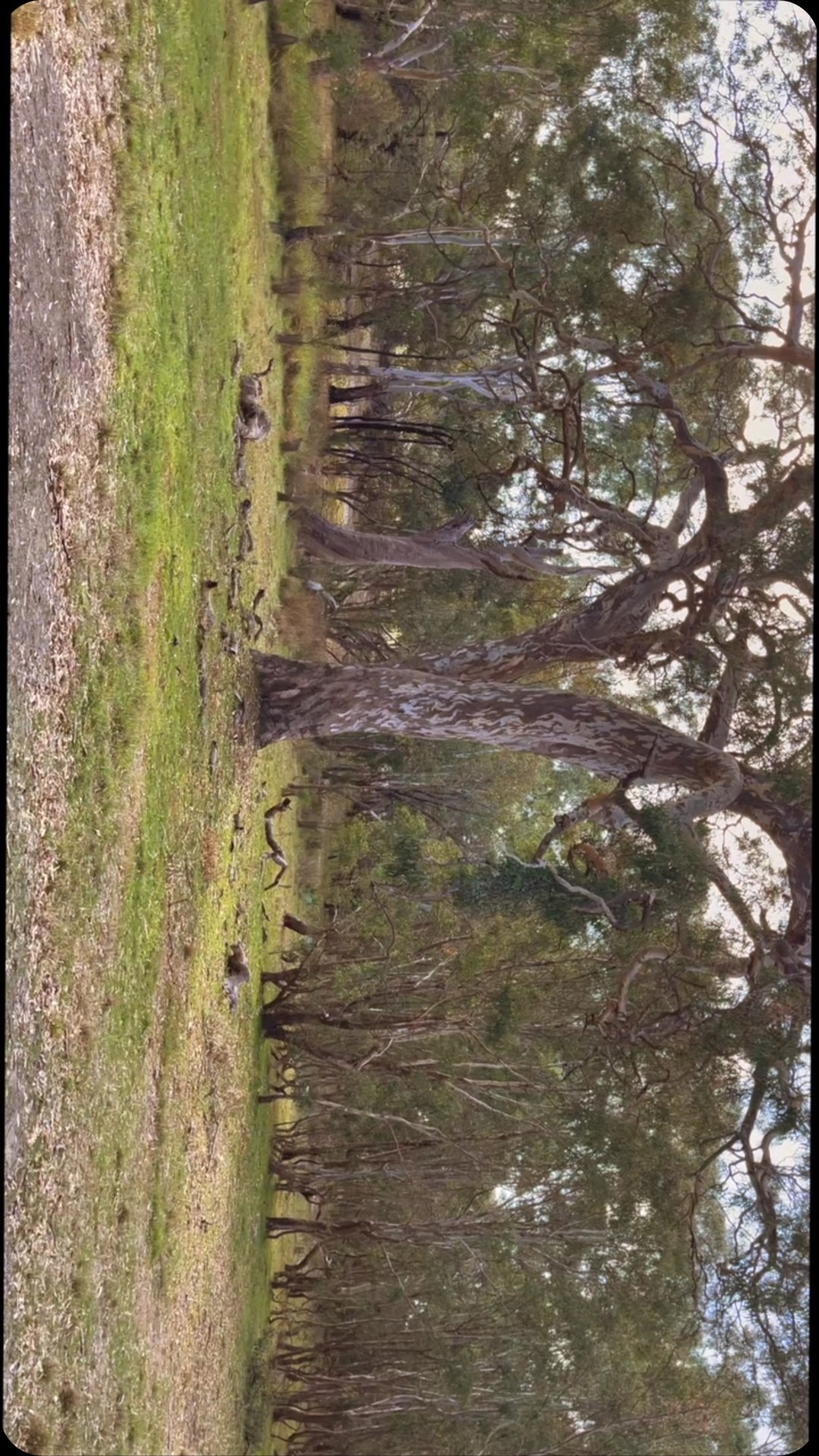 🌀 Spiraling and witnessing 👁️
Organic textures, experimental flow
#SoundEpiphany #organicflow #ExperimentalMusic #natureandsound