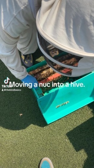 Moving a nuc of bees with a new laying queen, into a hive. #bee #bees #beesuk #honeybees #honey #queenbee #beesofinstagram #beekeepers #beekeeping #beekeeper #beekeeperslife #groundedcommunitycharity #queen