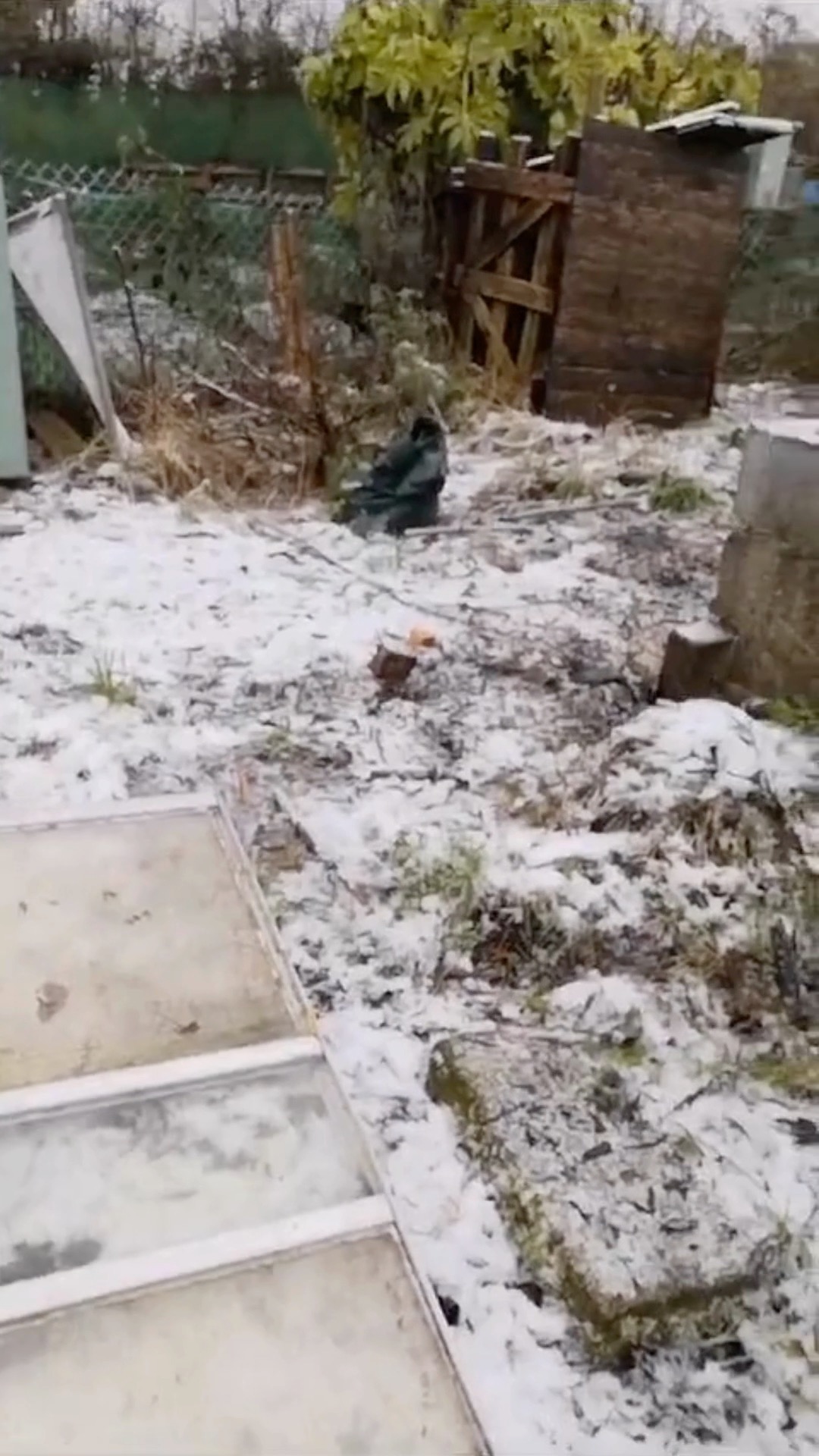 Winter at the allotment Part 2: You know, once we got going with it, it wasn't bad!🤩 It was great to be outside and working on it again 💪
While we didn't get everything done we wanted to, I was delighted with our progress!
The two greenhouses are almost completely ready for spring 🌱
Plus we did manage to cover up a lot more of the weeds despite the snowy/frozen ground 🥳
Remaining jobs to do for the greenhouses, order compost and borrow a wheelbarrow to get it to the allotment!
Clean the greenhouse glass & reattach the door.
I will be creating my planting plan soon 😍
For more details on how we fixed the greenhouses, there will be a post about it tomorrow. ✨
#allotmentlove #allotmentuk #growyourown #gyo