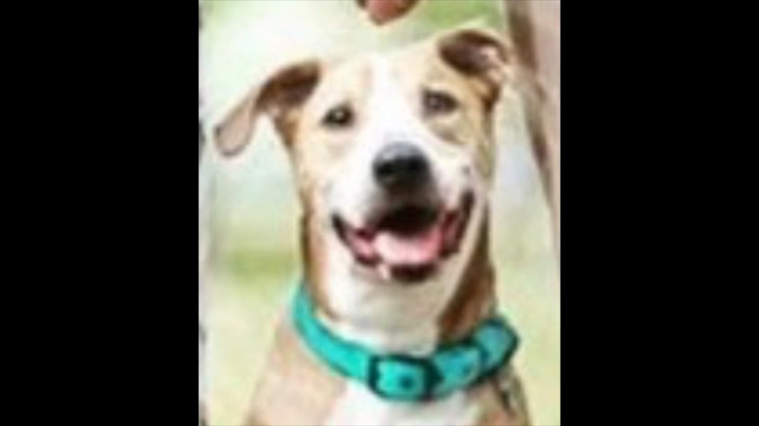 From photo reference to finished watercolor painting. ❤ Harper ❤ #watercolorpetportrait #watercolor #petportrait #watercolorpainting #fromstarttofinish #bluenosepitbull #mutt