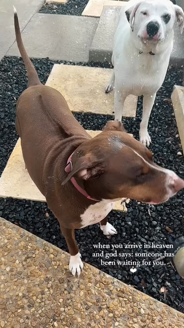 The simplest pleasures. Daphne 💛 Comet 💫
Boerne Pet Sitting
830-837-3135
www.boernepetsitting.com
#boerne #petsitter #fairoaksranch #petsitting #dogs #alldogsgotoheaven