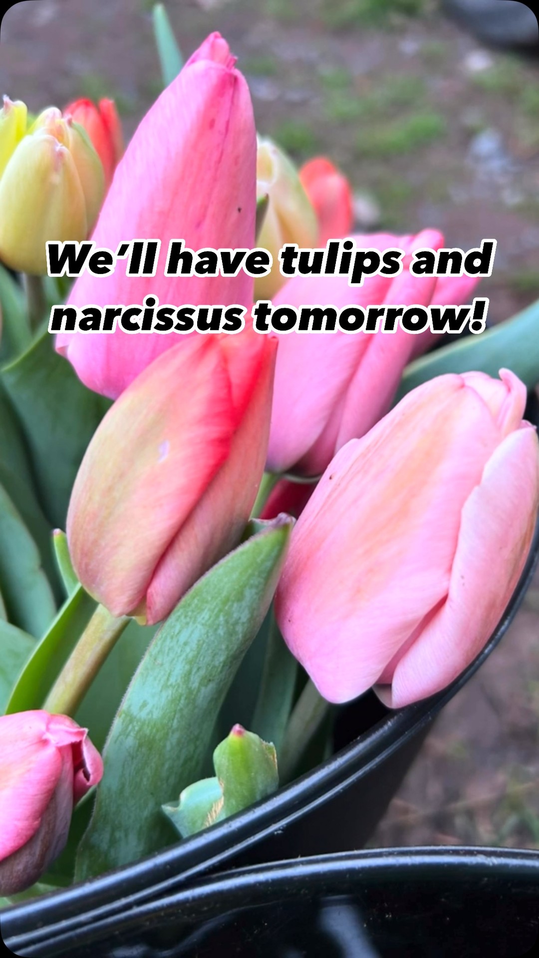 We’ll be at Old Town Alexandria’s Farmers Market tomorrow from 7-12 with tulips, fragrant narcissuses, bare root raspberry plants for your garden and handwoven willow trellises. Stop by and check it out !! #walkingwindfarmandflorist #oldtownalexandriafarmersmarket #oldtownalexandria #farmfreshflowers