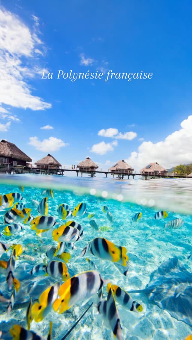 𝐓𝐮 𝐫𝐞̂𝐯𝐞𝐬 𝐝𝐞 𝐥𝐚𝐠𝐨𝐧𝐬 𝐭𝐮𝐫𝐪𝐮𝐨𝐢𝐬𝐞 𝐞𝐭 𝐝’𝐢̂𝐥𝐞𝐬 𝐩𝐚𝐫𝐚𝐝𝐢𝐬𝐢𝐚𝐪𝐮𝐞𝐬 ?
La Polynésie française est bien plus qu’une carte postale : c’est une aventure à vivre d’île en île.
Commence par Tahiti, poursuis vers Moorea, plonge dans les eaux cristallines de Bora Bora, découvre la culture locale aux Marquises ou explore les atolls préservés des Tuamotu… On te crée un combiné sur mesure, selon tes envies de découverte, de farniente ou de plongée.
Chaque île a son atmosphère, ses traditions, ses paysages. Et le tout dans un seul voyage.
Loin, oui… mais inoubliable.
#PolynésieFrançaise #CombinéDÎles #VoyageSurMesure #IlesParadis #LagonsTurquoise #RomontVoyage #VoyagerAutrement #AgenceDeVoyageRomont #PolynésieAutrement #romontregion #fribourgregion