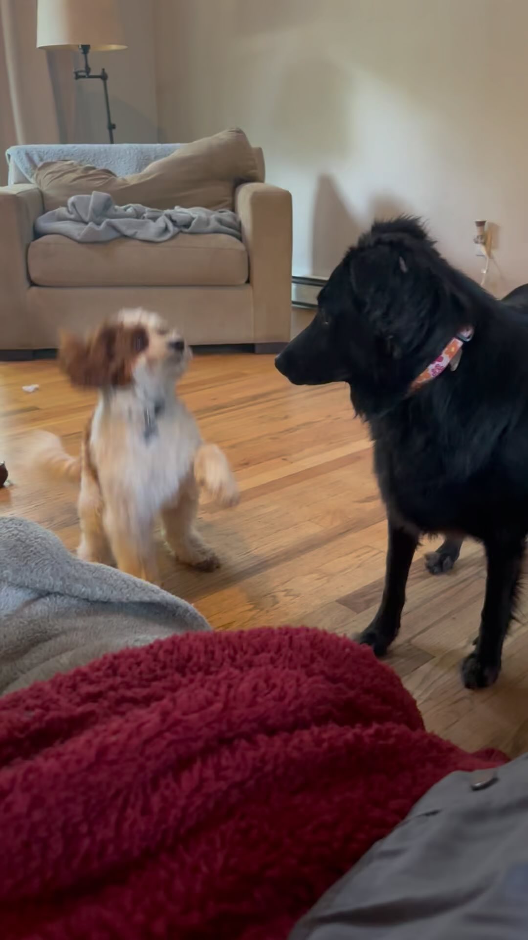 Willie the puppy has been working on Luna to be his friend and today was the day he wore her down to be friends haha. Good job Willie