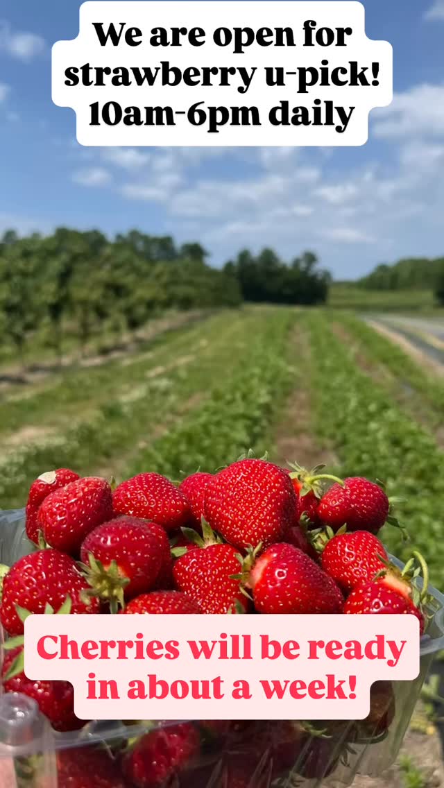 We are officially open! Strawberries are ripe and ready to pick as of today and cherries will be ready in about 7-10 days (we will post when they are ready). Come on by any day from 10am-6pm!