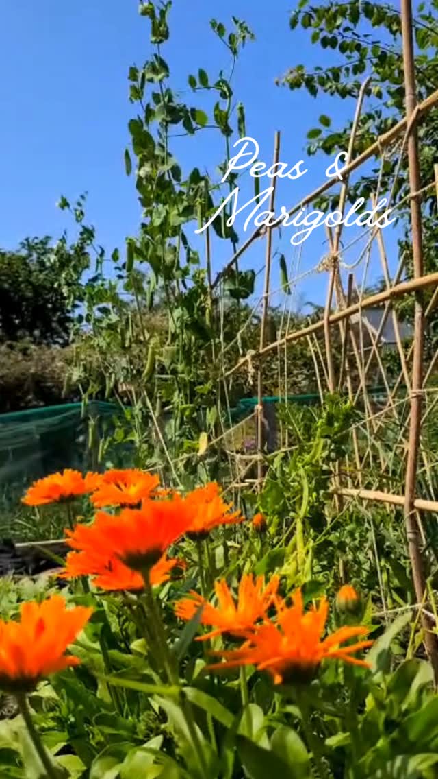 The allotment is really coming along 🥰
Here are some examples of companion planting in action.
You can grow vegetables, and make your beds look beautiful 💚🌱
The second greenhouse has been sorted out at last. I planted my tomatoes and then realised none of the "pots" were as big as I thought 😆. So, I will have to revisit it soon! I mixed my compost with some purchased compost. The tomatoes seem to like it as they have started flowering! 🍅
ALSO, bonus, realised my plot has blackcurrants, redcurrants, raspberries, strawberries AND CHERRIES 😍
#companionplanting #organicplanting #organicvegetables #allotmentlove #allotmentuk #allomentlife #growyourown #growyourownveggies #gyo #vegetablegarden #organicgardening.
