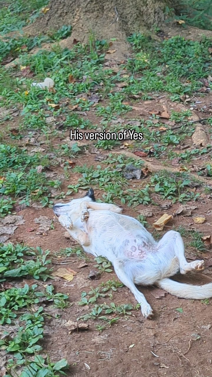 LB speaks about the heatwave...
#furbabies #doglover #summer #heatwave #dogtalk