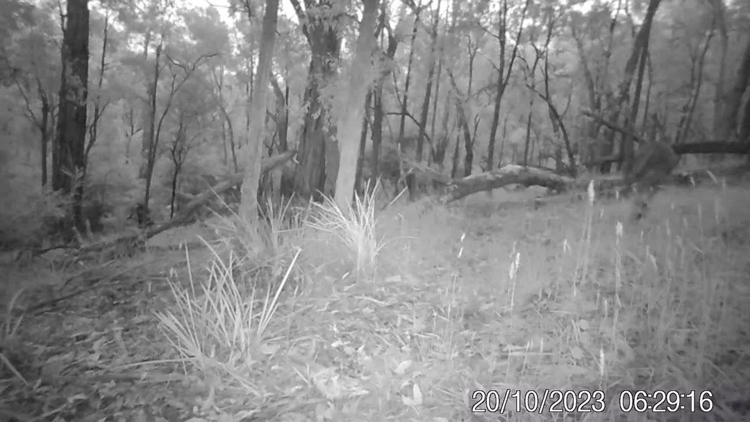 How to observe animal behaviour without our act of observation effecting the animal's behaviour? The case of the candid camera being spotted by a curious Kangaroo!
#privatelandconservation #protectnature