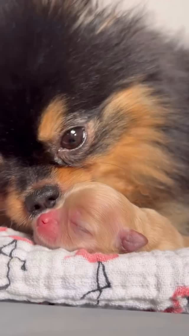 Mercedes and her babygirl ♥️♥️♥️ #pomeranian #pomeranianpuppy #pomeraniangirl #pomeraniandogs #pomeranianlovers #pomeranianworld #pomeranianlove