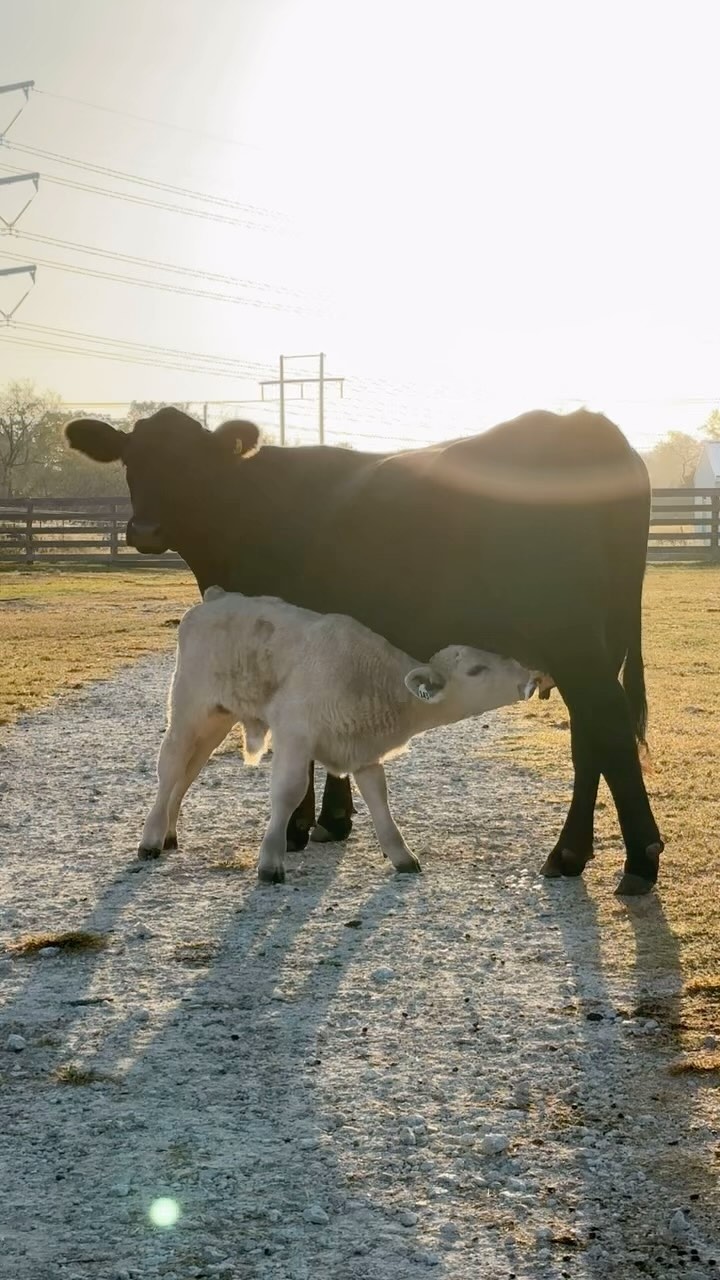 Early morning protein shake 🥛🥛