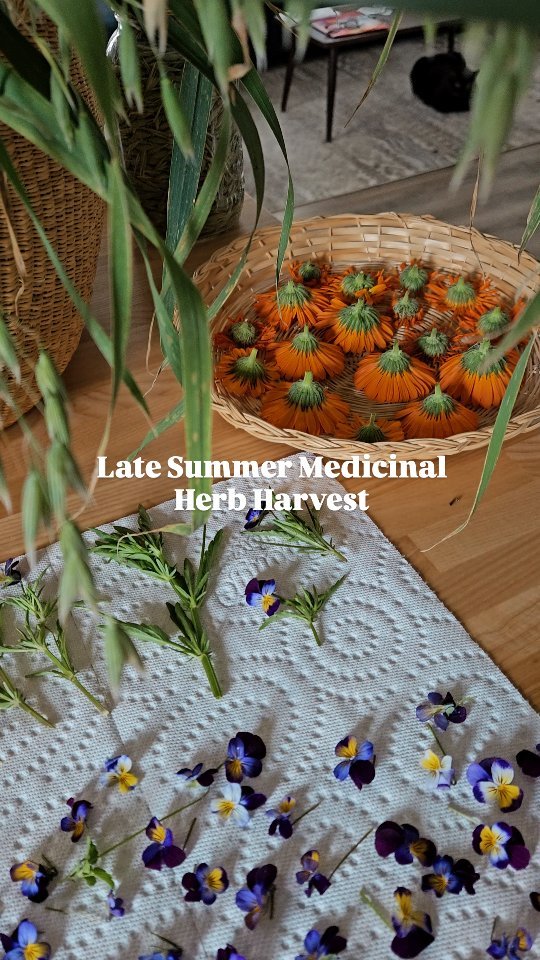 Gardening season is slowly coming to a close yet is still filled with abundance. Here's a real glimpse into an herbalist's kitchen during harvest season!
What's all in this video?
β’ Oats: I'm harvesting the last of my oat stalks (known as oatstraw), chopping, and dehydrating them for a nutritive addition to teas.
β’ Calendula flowers: Dehydrating then will make into a glorious skin salve and I'll save a handful of flowers for a lymphatic/digestive support tincture.
β’ Wild Pansy: Wilting and then will be made into an oil that will eventually become a salve for cysts + fibrocystic tissues.
β’ Mugwort: Air drying then will be made into an extra special body/anointing oil to be released closer to Samhain/Hallows' Eve.
β’ Lemon Balm: One of my favourite herbs to tincture for anxiety + depression, digestion, and also a powerful antiviral. I'm also dehydrating the leftovers to gift to someone who loves lemon balm tea!
β’ You can also peep an assortment of jars of tinctures + oils that need to be strained + bottled today and tomorrow. An herbalist's work is never done!
Happy harvesting, friends βοΈπΏ
#herbharvest #medicinalherbs #herbalism