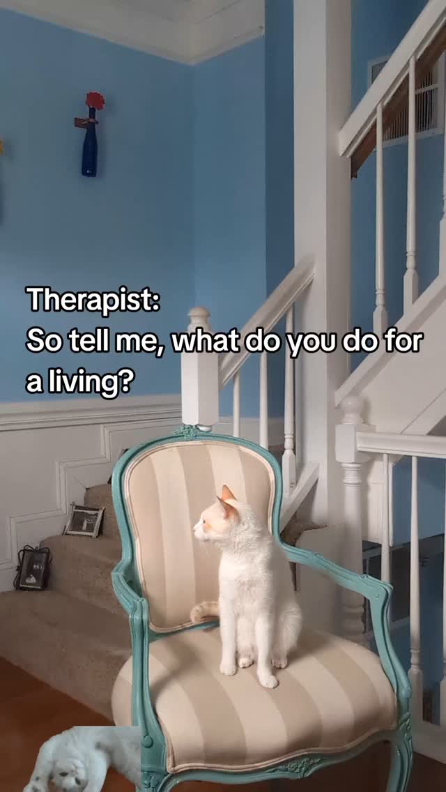 Thought everyone could use something a little silly.
Fact: my therapist did say "why does no one import Pinotage?"
Fact: I told him that I do.
Fiction: I did not bring a bottle of wine to therapy
Fiction: My therapist is not a cat.