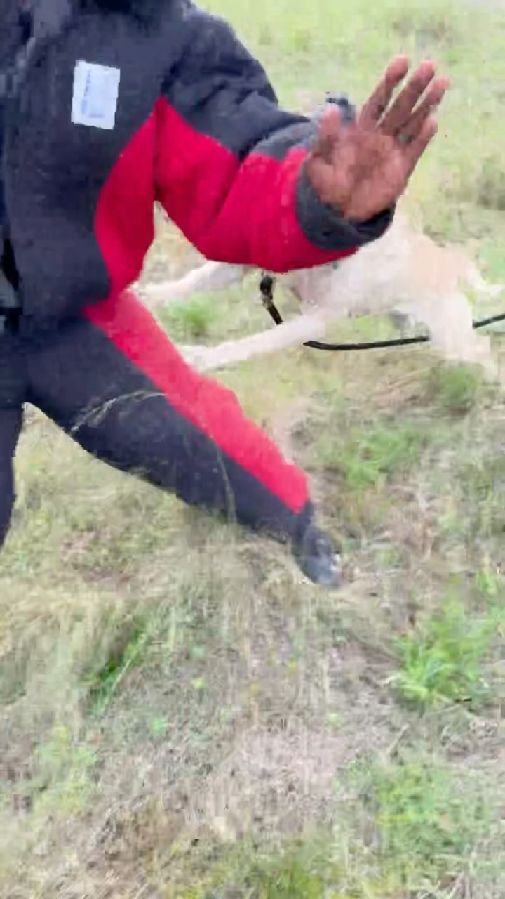 This girl can get down make no mistake 🫡 she wants smoke #kingscourtkennel👑 #presacanario #workingdog #protectionwork