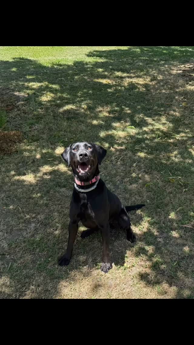 HOME FOUND ❤️❤️❤️❤️❤️We are looking for a forever home for Phoenix. She is the sweetest 3 year old lab with emphasis on lab. This girl will want an active home to keep up with her energy. But after an amazing play session she will gladly hang out anywhere near you!! DM for more information. She is located in Oakdale CA.