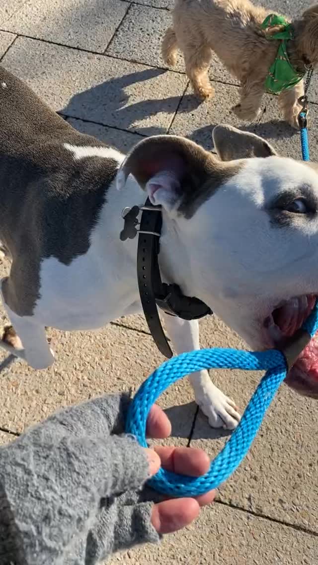 My dog does cool s**t
#dogs #digtricks #pitbulls #yorkie