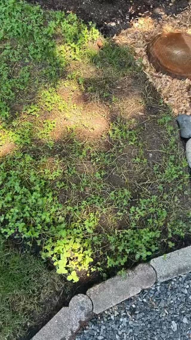 A couple stepping stones to tie the design together. Follow these basic steps for stepping stone installation in lawn. 90's boy band music while you work is optional. 😉
Tools: @miconstonetools
Stones: @sharecostrentalsandsales
Labour: @soilngreenlandscaping