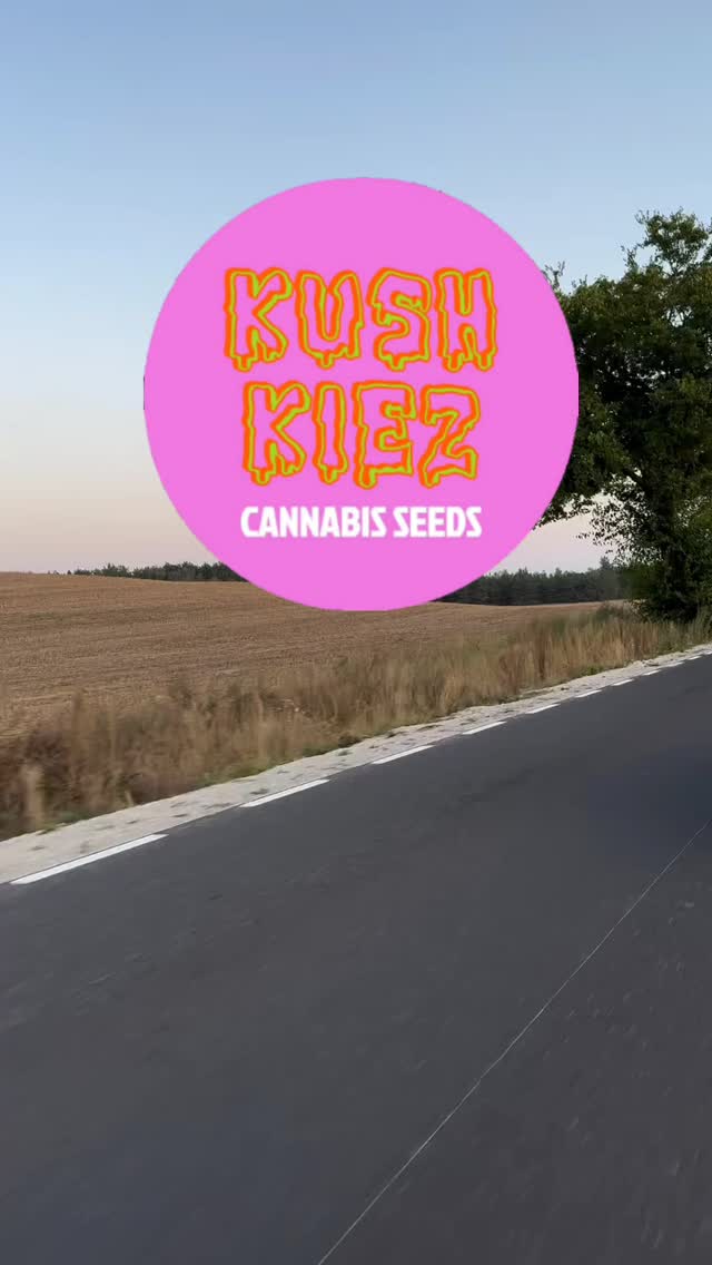 On my way to harvest 3 months work
----> KushKiez <----
#road #nature #countryside #harvest #pflanzen #kush #graffiti
@szymczyslaw