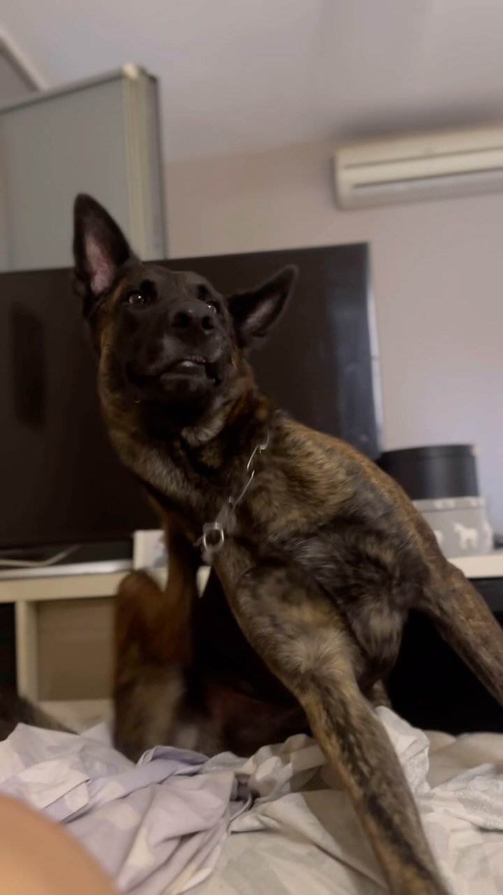 Acompáñanos un dia con nosotros💛
#dogtraining #educacioncanina #adiestradordeperros #etologiacanina