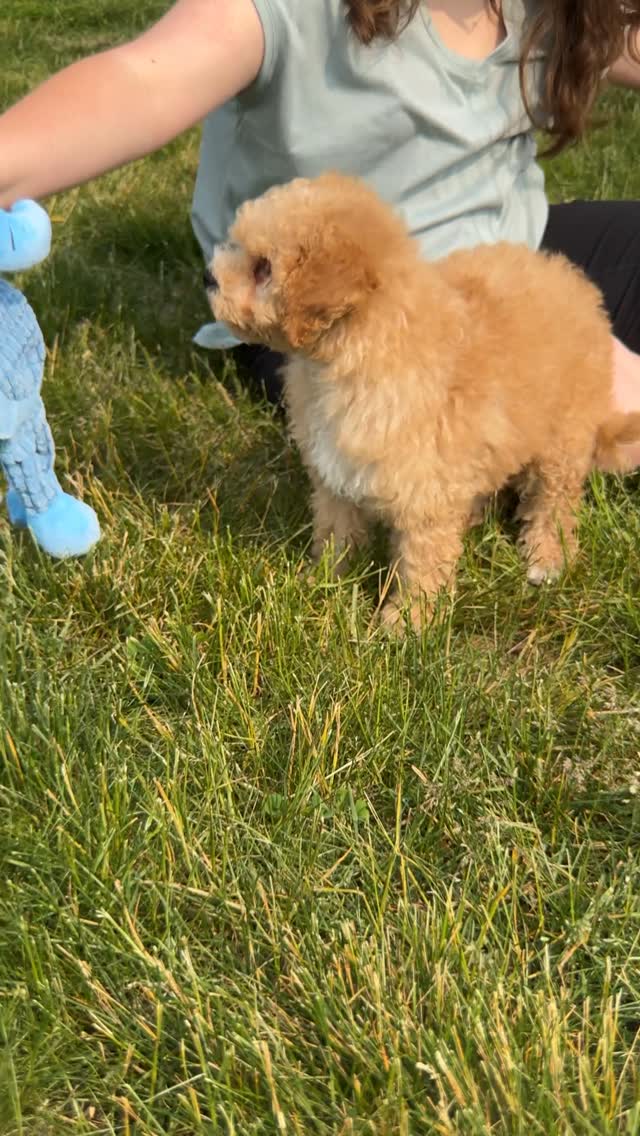 Waffle the Mini Golden doodle! #minif1bgoldendoodlepuppy