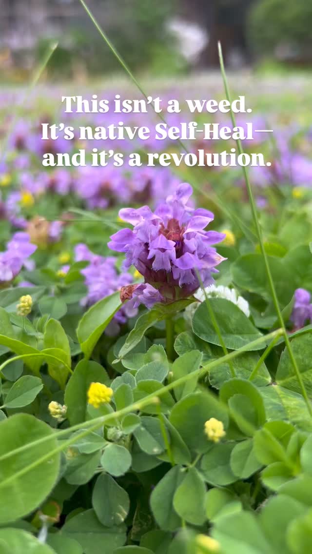 We sowed native Self-Heal into our lawn a few years ago.
What a fitting name for a plant that helped bring our yard—and the life around it—back to balance. 💜
No pesticides. No fertilizers. Just native groundcover doing exactly what nature designed it to do: support life.
Pollinators come and go freely now.
The lawn hums. Blooms open.
It’s not just beautiful—it’s healing.
#NatureAndBlooms #SelfHeal #RethinkYourLawn #PollinatorFriendly #NativePlants #ChemicalFree #HealingLawns #lawnwithpurpose