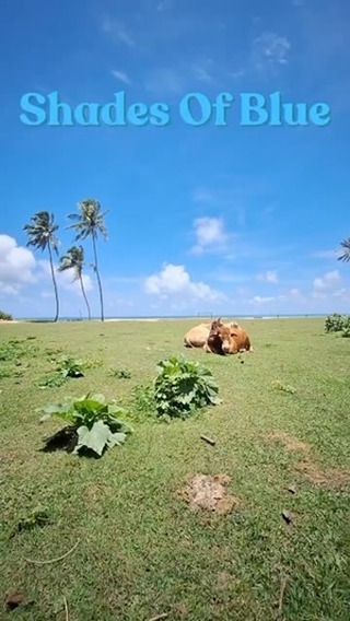 The beautiful village of Gurubebila right here @lionsrest ❤️🇱🇰🦁