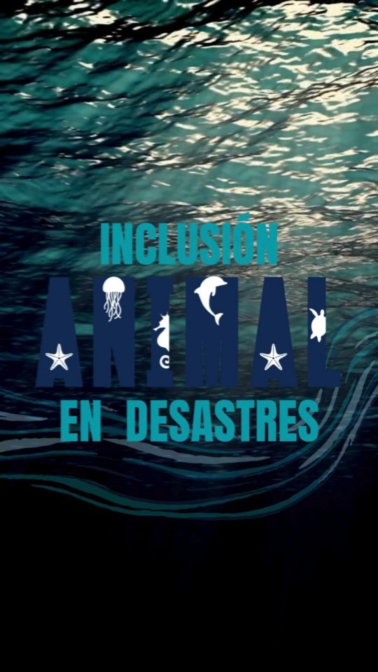 El 8 de junio es el día de los océanos pero dada su importancia para todos los seres vivos en nuestro planeta, aquí en @iadlatam lo celebraremos todo el mes! 🥳🌊
.
.
.
.
#animalesendesastres #iad #iadlatam #inclusionanimalendesastres #inclusionanimal #cuidadoanimal #ningunanimalsequedaatras #animal #animallovers #animals #amor #ayuda #proteccion #conservacion #educacion #desastres #desastresnaturales #latina #cambioclimatico #refugioanimal #santuarioanimal #caribe #petsofinstagram #plandemergencias #americalatina