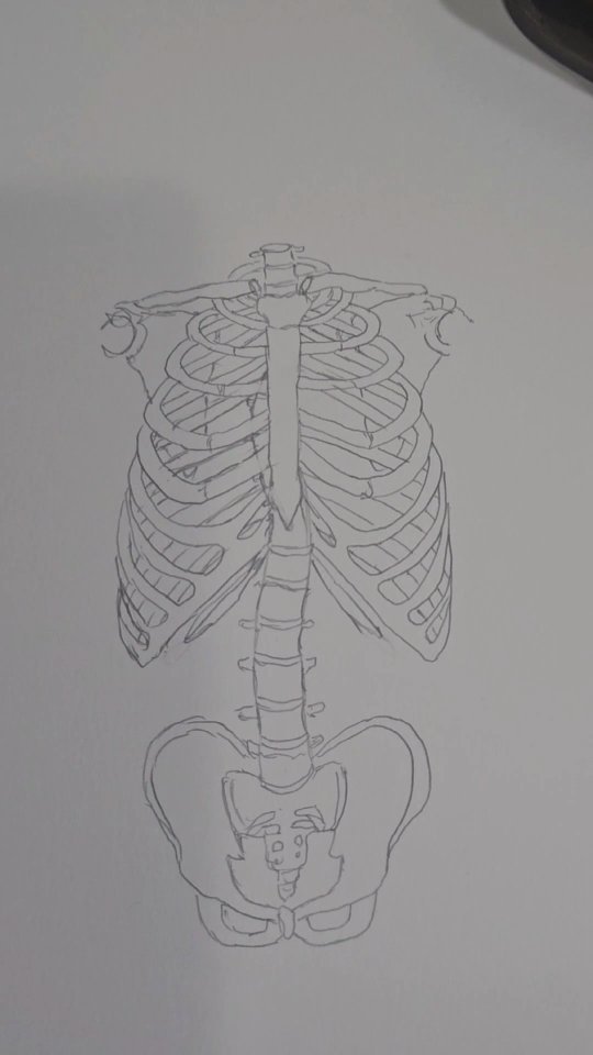 Scoliosis included for the first time in my new sketch. Thinking of "Vessels" a small series. This fall, I need to move between multiple pieces in progress. This will push me outside of my comfort zone, planning more and having less expectation of a perfect final. What flowers would you pick for this one?
#ribcage #anatomydrawing #anatomyart #pencildrawing #artinprogress #vessel #pencilart #laineswansonart #sketch #anatomyartist #humanbody #humananatomy #bones #bonedrawing #vertebrae #pelvisdrawing #spinedrawing #scoliosis #scoliosisart #chronicpainwarrior #chiroart #medicalart