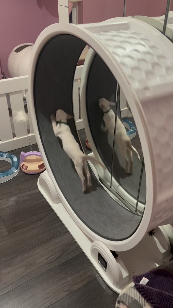 more passion, someone loves the wheel 🤭
.
.
.
.
.
.
.
#gccfcats #siamese #siamesecatsofinstagram #cat #catsofinstagram #catstagram #kitten #kittensofinstagram #catoftheday #kittenoftheday #pet #petstagram #petlovers #catlover #catlife #instapet #instacat