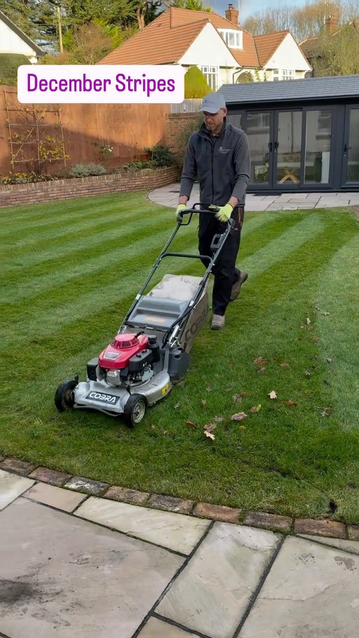 Creating the perfect finish on December lawns!!
#lawnstripes
#lawnmowing
#cobramower
#landscapegardening
#gardendesign
#gardenmaintenance