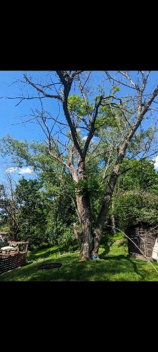 Nasty maple tree removals. We removed the large dead silver maple in the foreground and the dead maple over the pool deck in the back left. #treeservice #treeremoval #treepruning #stumpgrinding #arboristsofinstagram