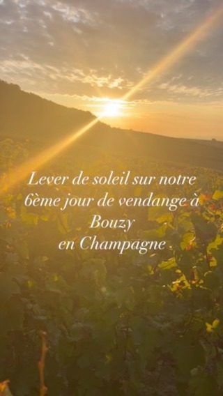 Le soleil se lève doucement sur les coteaux champenois, baignant les vignobles dans une lumière dorée. En ce 6ème jour des vendanges, les vignes, chargées de grappes mûres, s’illuminent sous les premiers rayons du jour.
Les vendangeurs avec leur sécateur reprennent leur rythme, prêts à récolter le précieux raisin. Sous ce ciel pastel, chaque coupe, chaque geste, est un hommage à la tradition viticole de cette terre d’exception.
La brume matinale s’évapore peu à peu, laissant place à une journée qui s’annonce riche.
Les vendanges continuent au rythme de la nature.