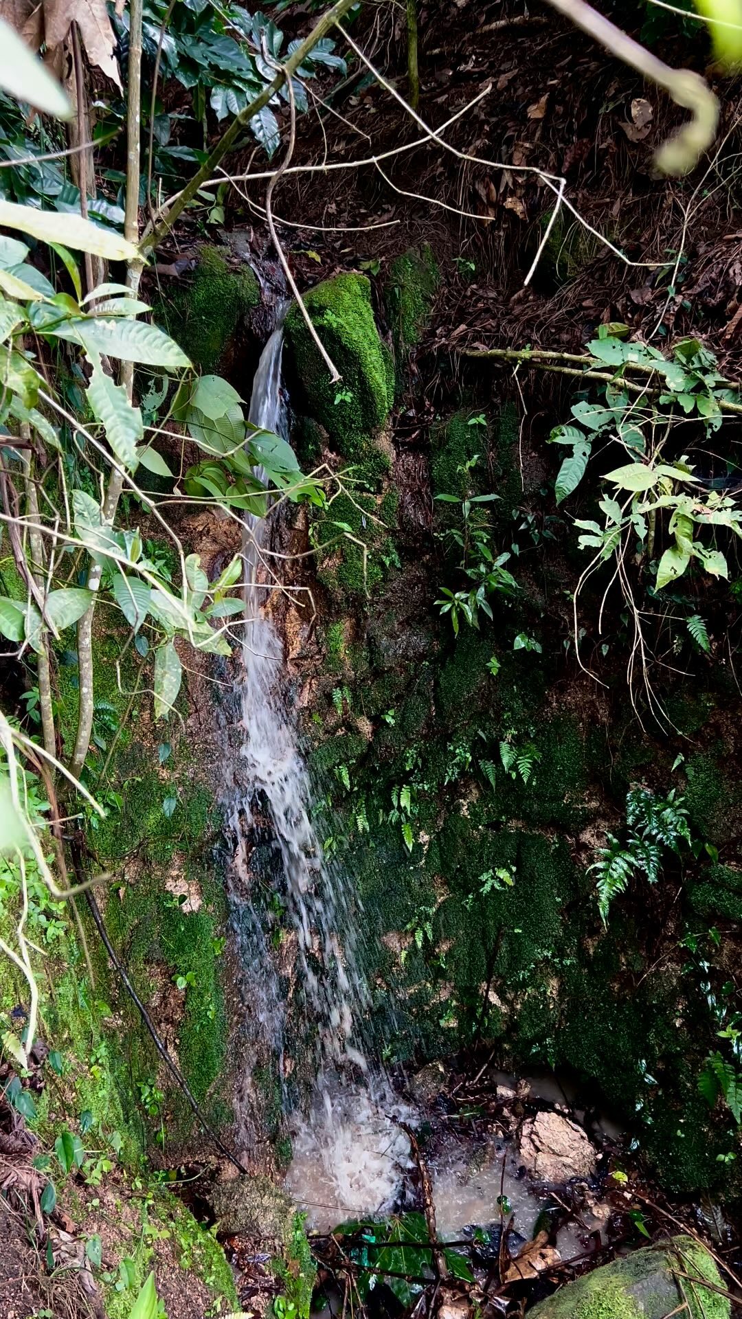 Coffee forests not only produces the most delicious beverage in the world, it also hosts many different forms of flora and fauna. It preserves the soil, it captures carbon dioxide and produces water! 💧☕️❤️
Coffee is life!
#coffeeestate #coffee #elgigantecoffee #coffeefarm #catuai #scaa #sca #coffeeroasters #water
