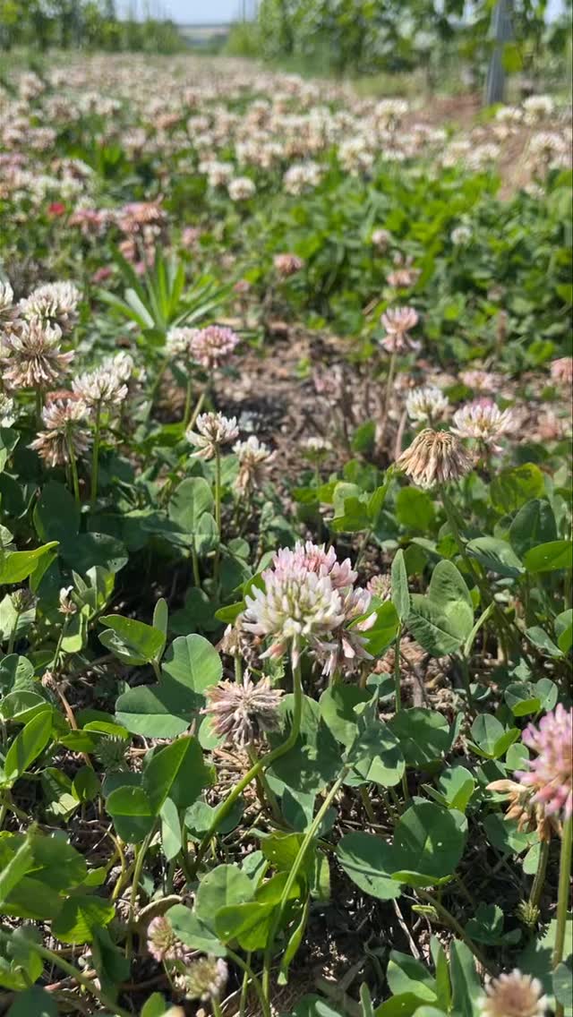 #bienen #blütenpracht #weingutfleckl #weinviertel #bienenweide #grünerveltliner